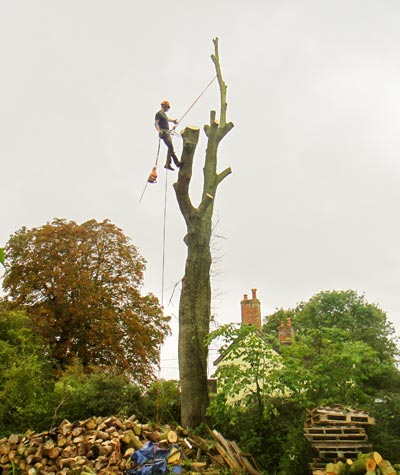 Skilled tree surgeon Norfolk
