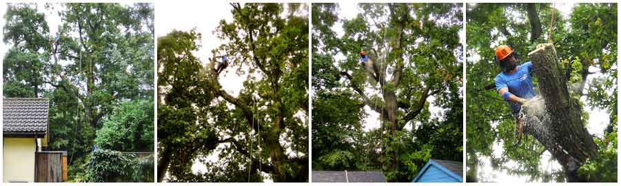 Limb removal on a large Oak tree